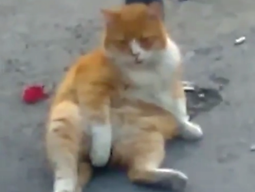 «Загорающий» на остановке толстый рыжий кот попал в субботнее видео в Ростове
