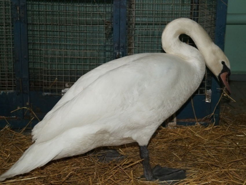 Белого лебедя, замерзавшего на пруду в Ростове, передали в зоопарк