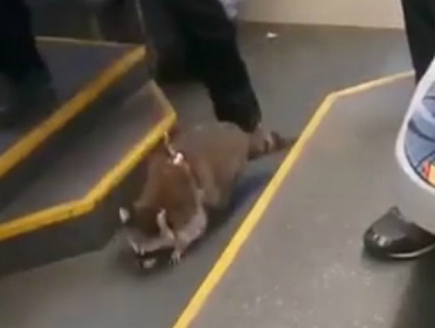 Два раскрепощенных енота вызвали приступ нежности у пассажиров трамвая в Ростове на видео