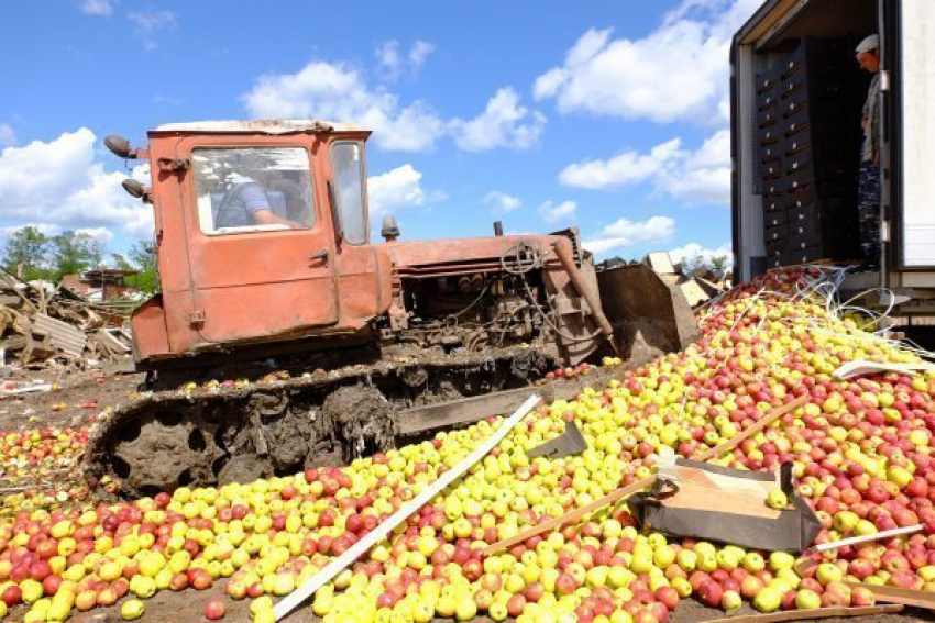 Четыре тонны польских яблок уничтожили на донском полигоне
