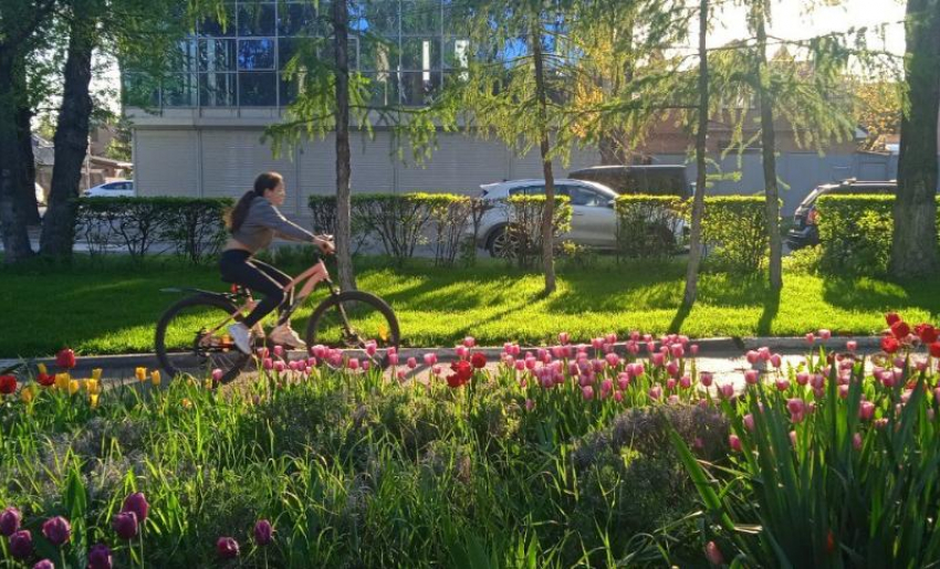 В Ростове высадят более миллиона цветов на улицах и в скверах города в 2022 году