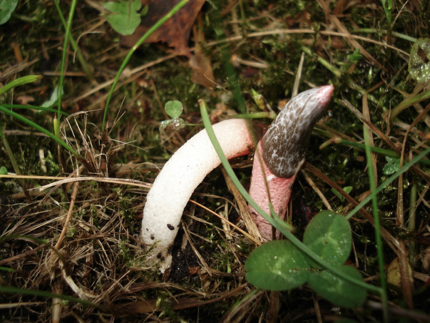 На Зеленом острове неоднократно встречали гриб, на неприятный запах которого слетаются мухи
