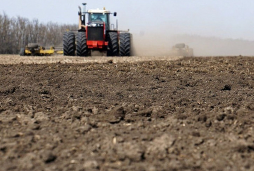 О состоянии озимых рассказали в донском Минсельхозе