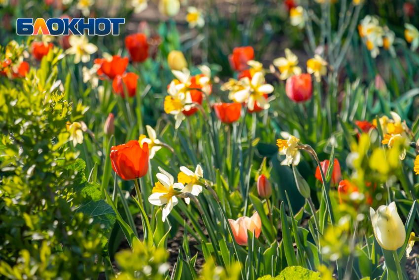 В Ростове 9 марта потеплеет до +8 градусов