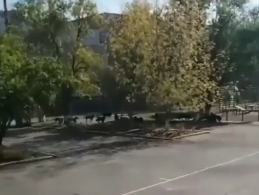 Ростовчанка пожаловалась на стаю агрессивных собак возле школы