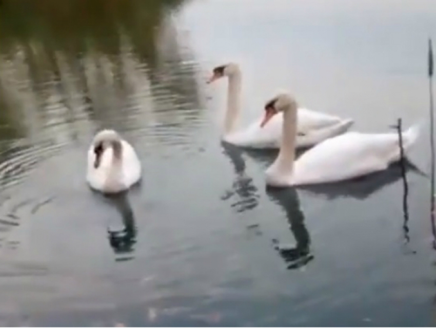 Семья из трех белых лебедей заставила шахтинцев задуматься о супружеской верности