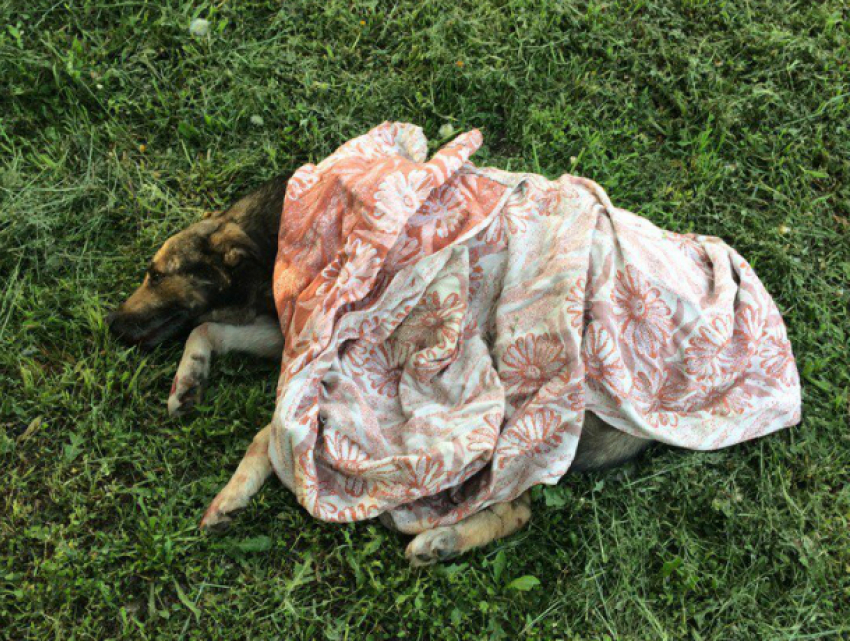 Сбивший насмерть собаку у здания училища водитель вызвал негодование у жителей Ростова