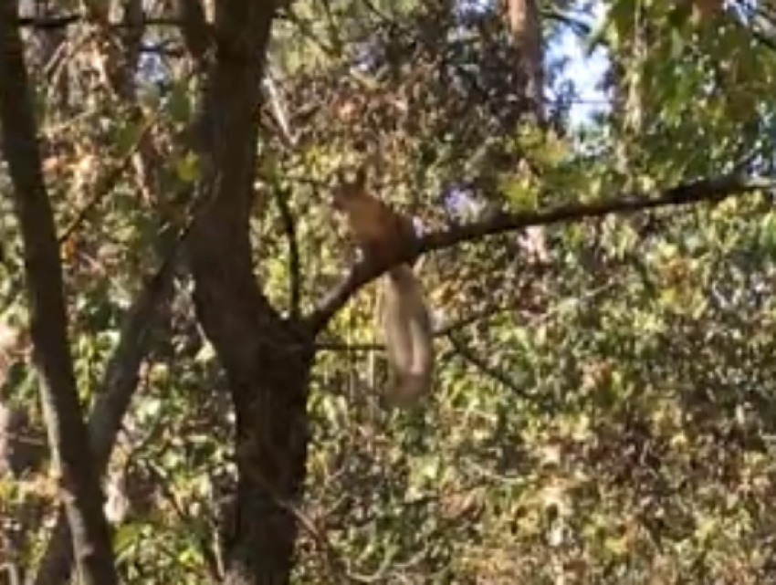 Игриво махавшая хвостом посетителям парка в Ростове рыжая красавица леса попала на видео