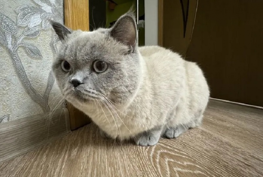 В Ростове появилось объявление о продаже кота за 23,5 миллиона рублей