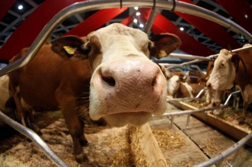 У донских коров обнаружили бруцеллез