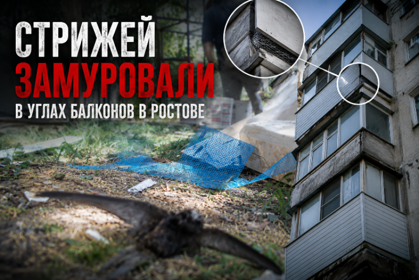 Строители замуровали живых стрижей в углах балконов в Ростове