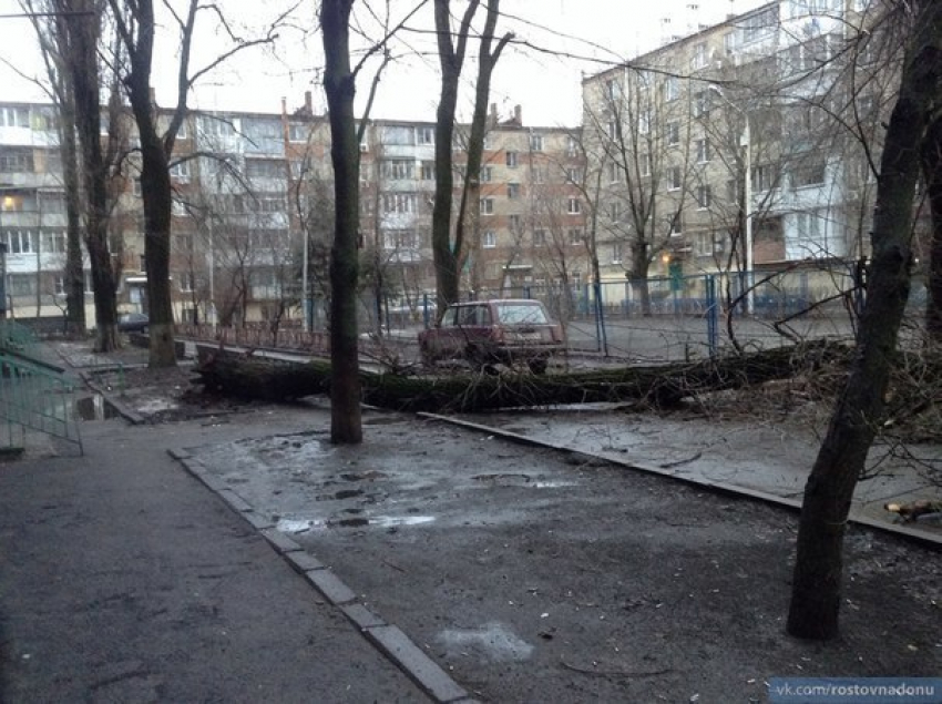 В Ростове в спальном районе рухнул тополь