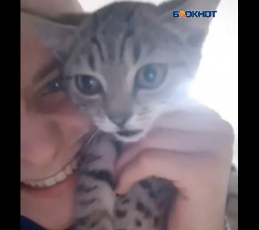 Угрозы убить семью и свастика — так ответил парень в Ростове зоозащитникам на вопрос о пропаже собаки