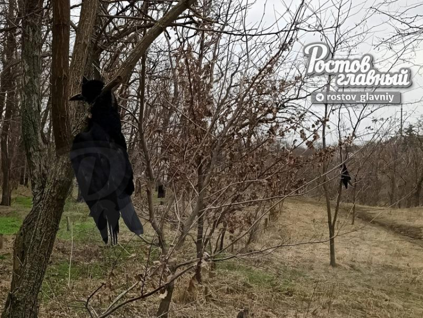 Жителей Ростова напугали висящие на деревьях у Цыганского озера мертвые птицы