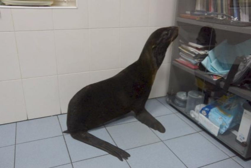 Морского котика Василису спасли ростовские ветеринары