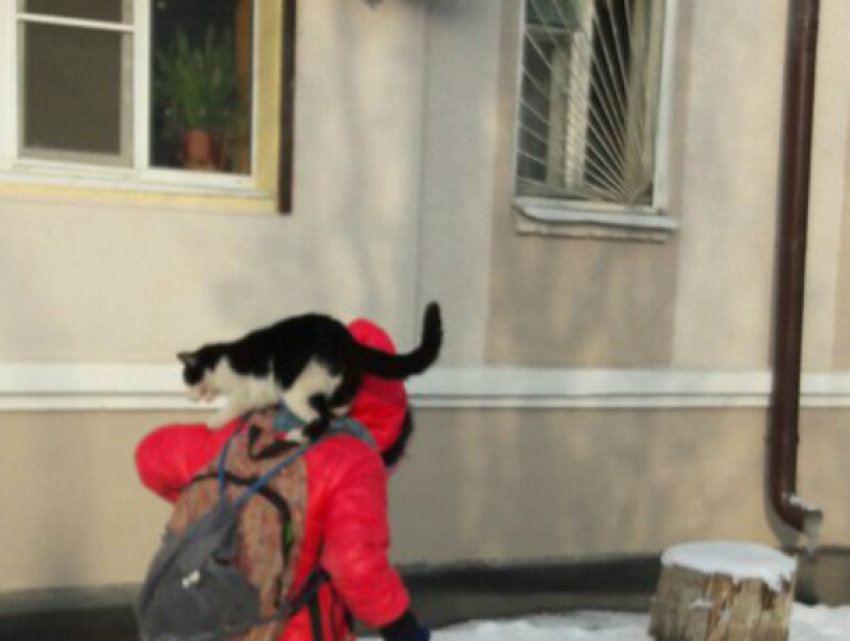 Оседлавший девочку кот на заснеженной улице Ростова рассмешил горожан