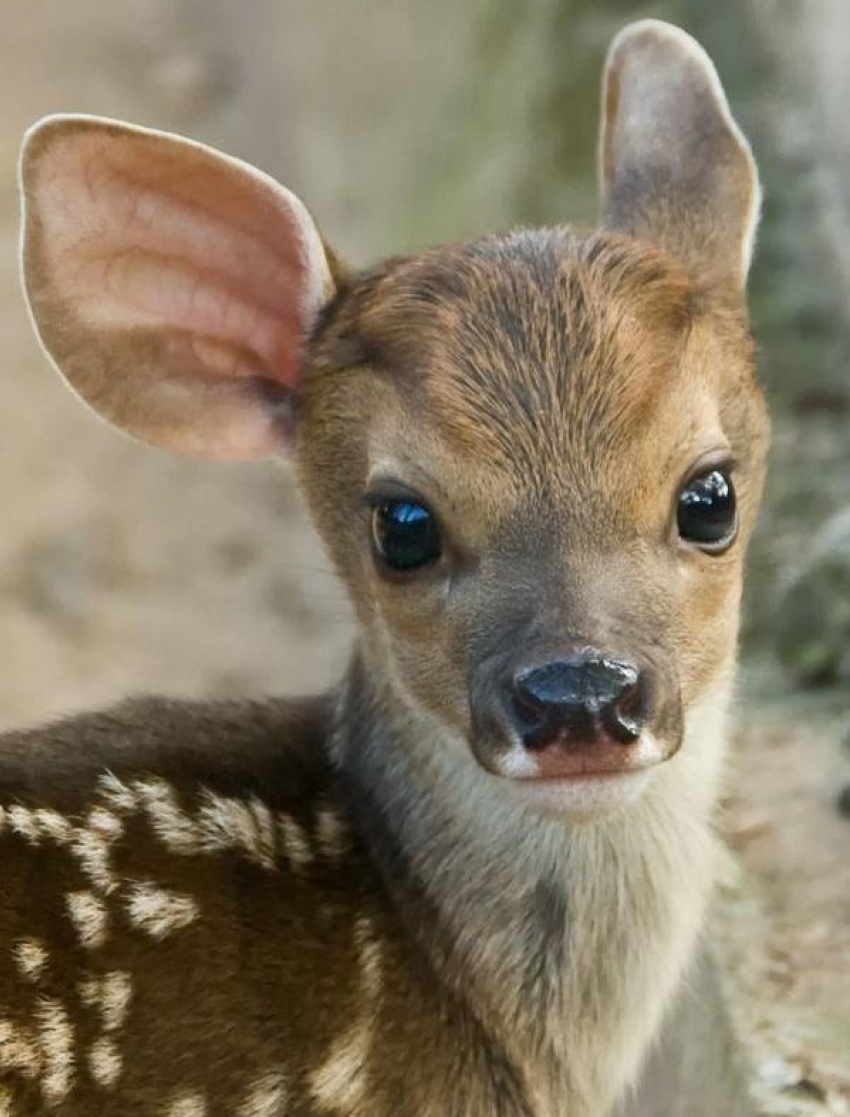 Ростовский зоопарк может стать одним из лучших в Европе