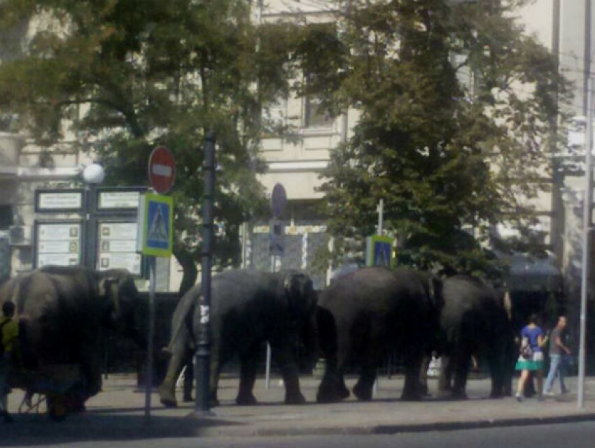 В День города по улицам Ростова прогулялись слоны