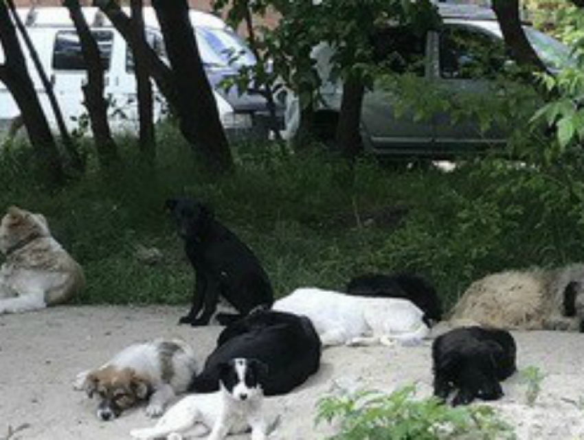 Агрессивная стая собак держит в страхе местных жителей в Ростове