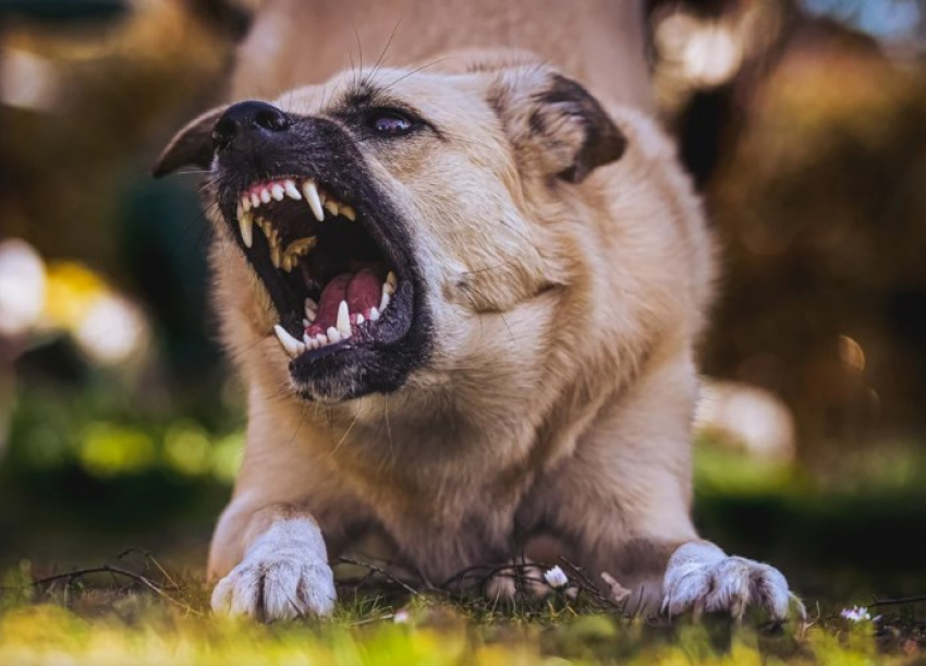 «Не паниковать и не тянуть время»: что делать, если укусила собака в Ростове