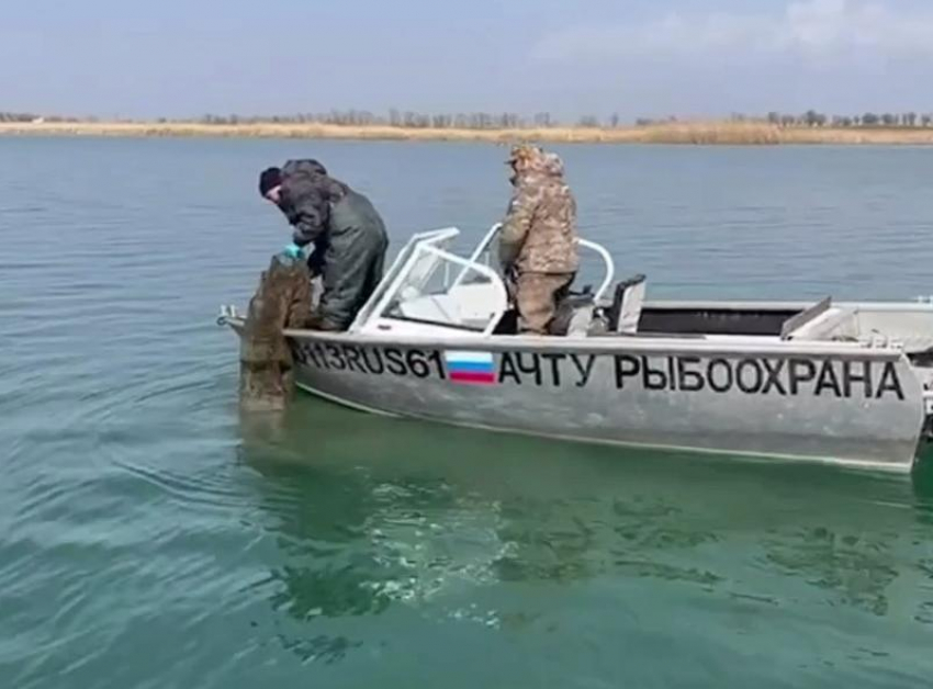 Из браконьерских ловушек за сутки освободили 9 тысяч раков в Ростовской области