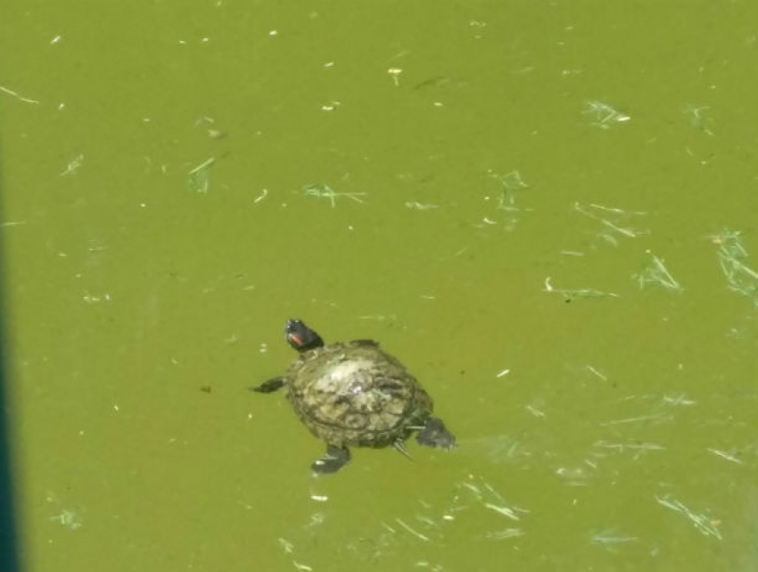 Суровые ростовские черепашки мутируют прямо в мутной жиже в парке Революции