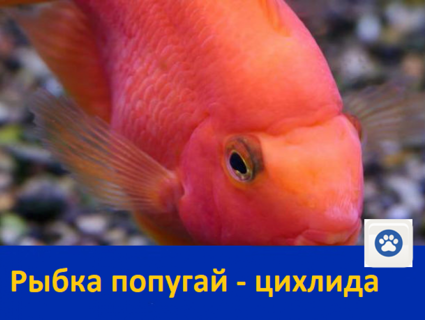 Продается шикарная рыбка попугай - цихлида