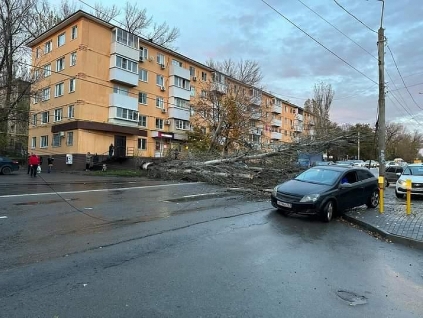 Упавшее массивное дерево перекрыло движение на проспекте Ленина в Ростове