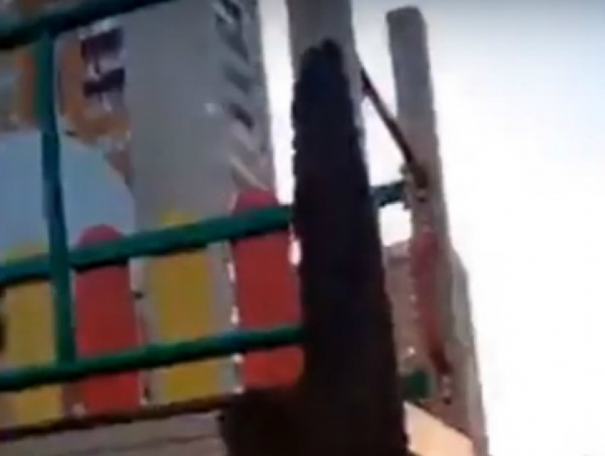 Омерзительно жужжащий рой пчел разогнал малышей с детской площадки Ростова на видео