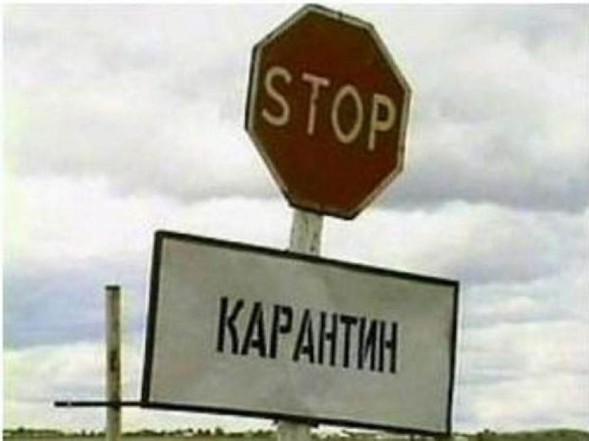 В трех районах Ростовской области снят карантин по бешенству