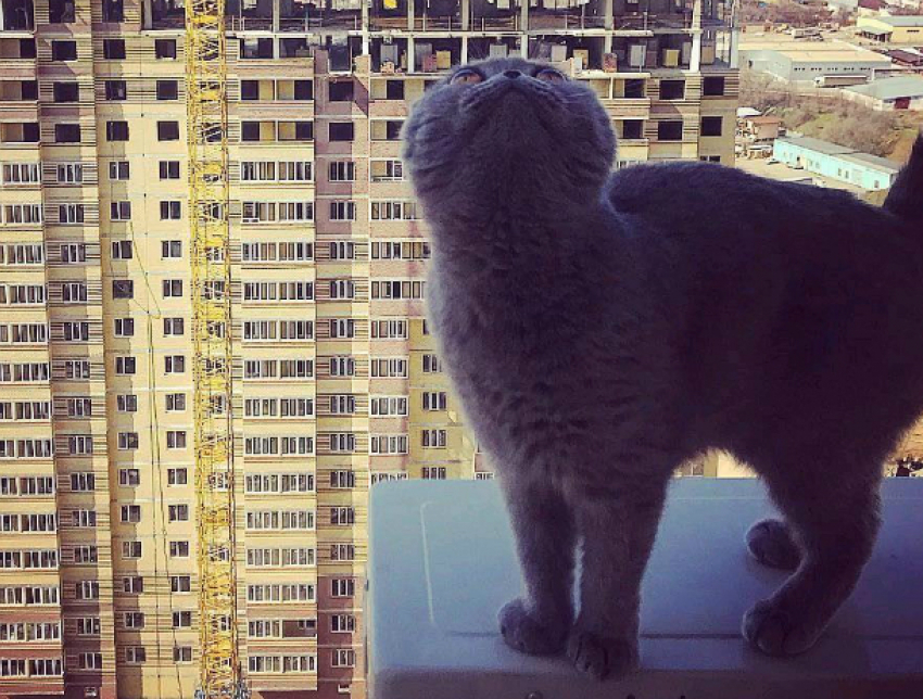 Смелая пушистая кошка-экстремал посмотрела на Ростов с огромной высоты 