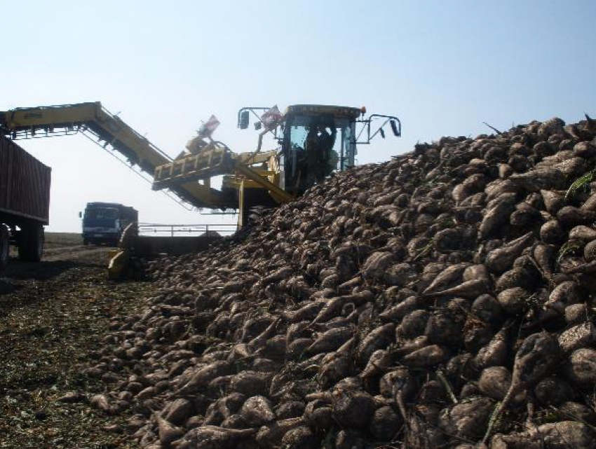 Рекордный урожай сахарной свеклы и картофеля собрали аграрии Ростовской области 