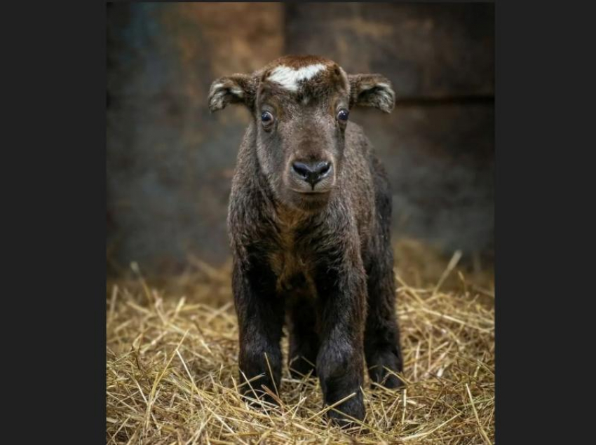 Такин мишми родился в Ростовском-на-Дону зоопарке  