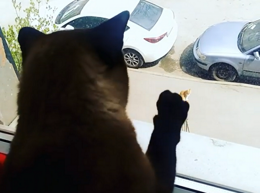 Влюбленный ростовский кот необычным способом позвал свою Катю через стекло на видео