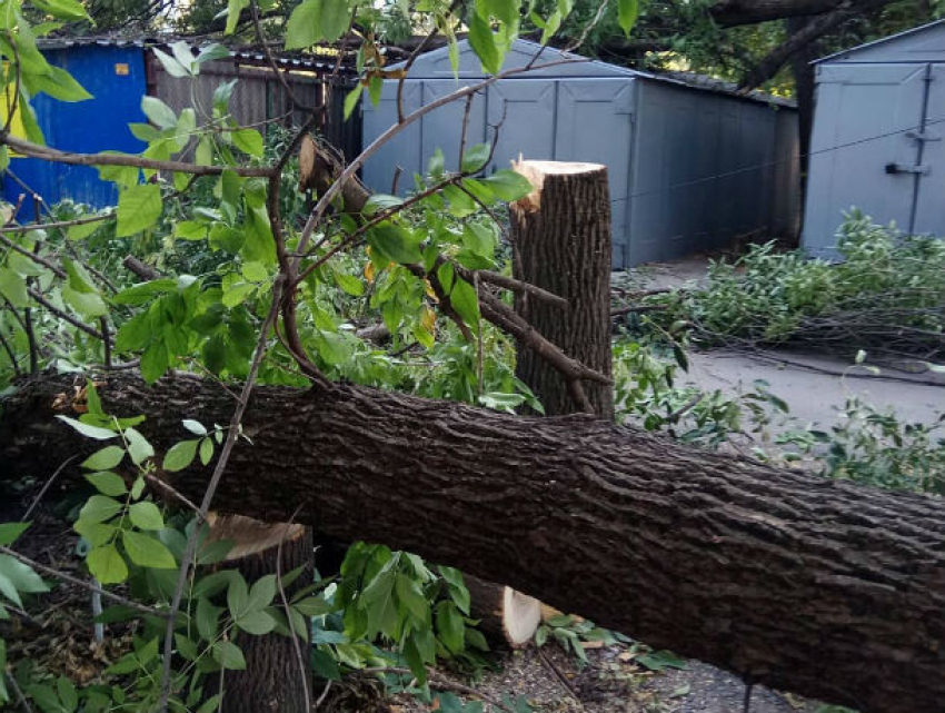 Сразу пять гнилых деревьев рухнули на Западном в Ростове