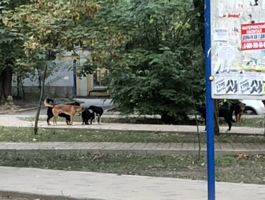 Атаковавшая детский парк стая «безбирочных» дворняжек доводит до бешенства мамочек Ростова