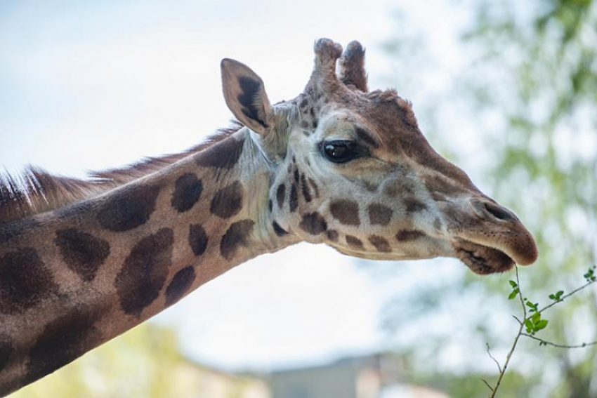29-летняя жирафиха Елизара умерла в зоопарке Ростова