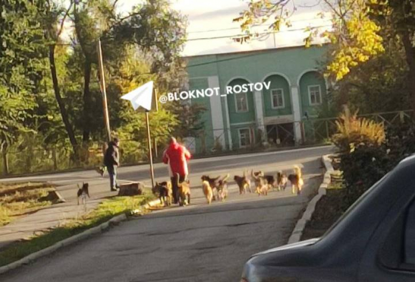 Бродячие собаки «терроризируют» детей и взрослых на улицах Ростовской области