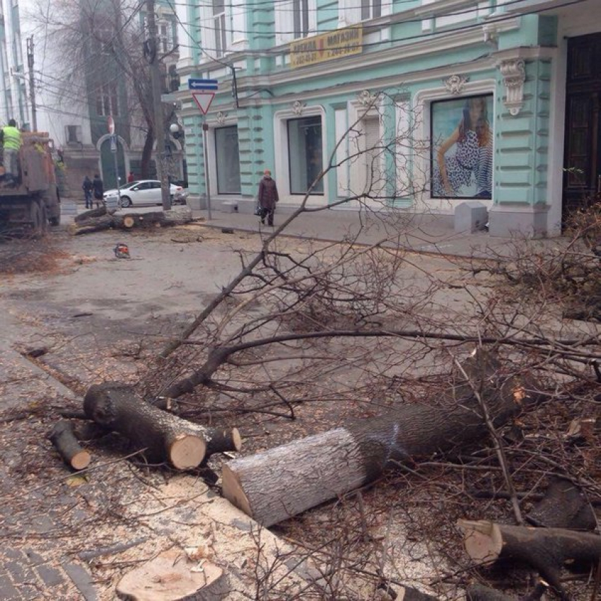  В Ростове стало на 11 деревьев меньше