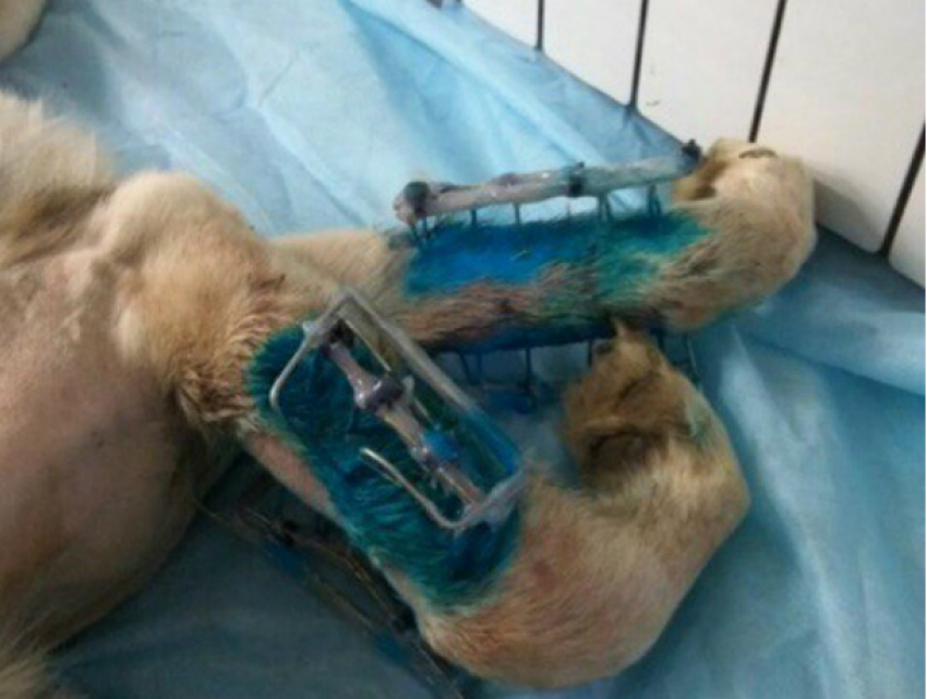 Пережившему кучу несчастий псу Фрэнку начали искать новый дом в Ростове