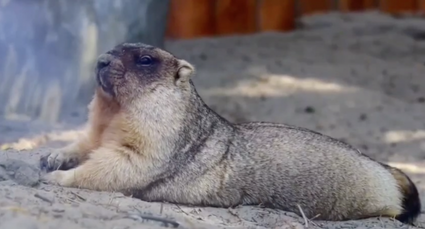 Байбаки из Ростовского зоопарка готовятся к спячке