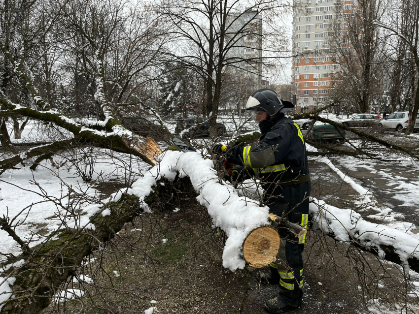 Названы районы Ростова, больше всех пострадавшие от упавших во время снегопада деревьев