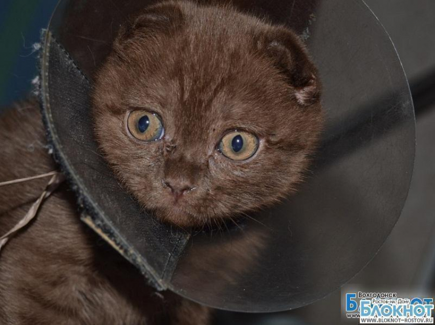 В Волгодонске ветеринары спасают котенка-гермафродита 