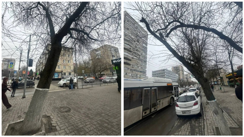 В центре Ростова на Ворошиловском спилят почти 60 аварийных деревьев