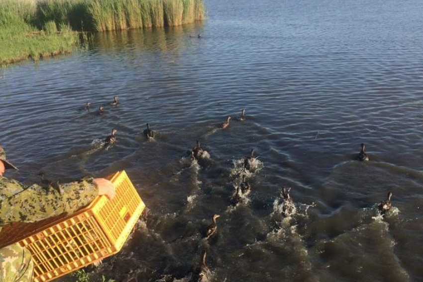 В водоемы Ростовской области выпустили 400 уток-крякв
