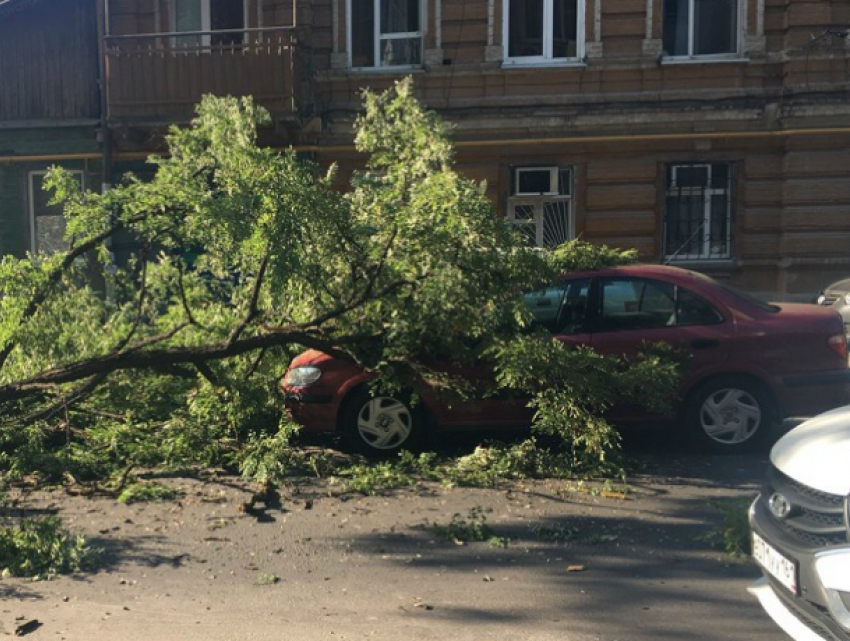 Огромная ветка рухнула на три припаркованных автомобиля в центре Ростова
