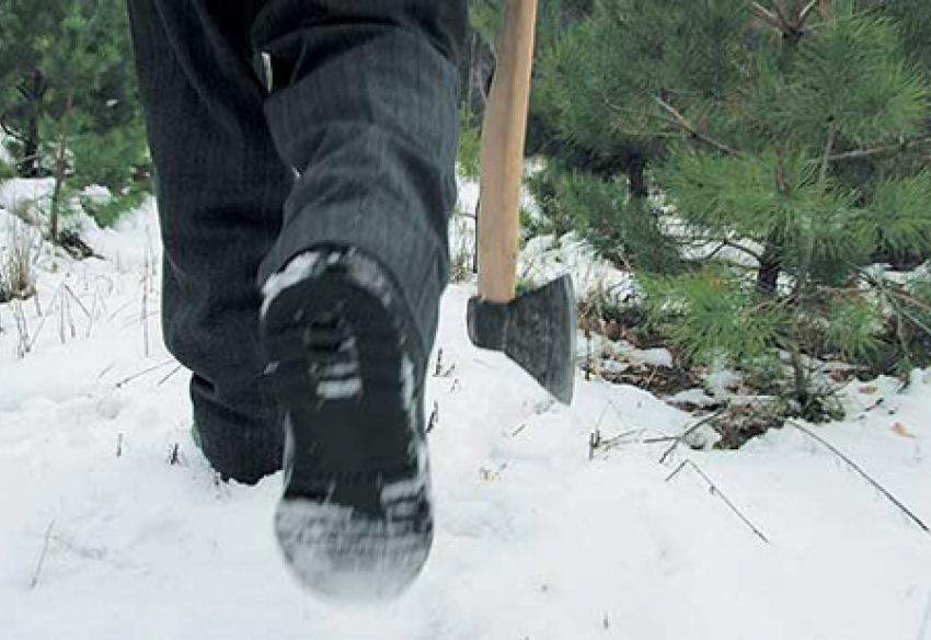 За спиленные елки задержали двоих дончан
