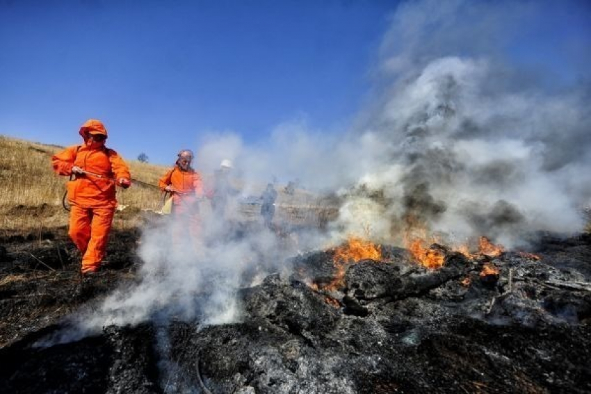 Восемь часов потребовалось спасателям, чтобы потушить лесной пожар в Ростовской области