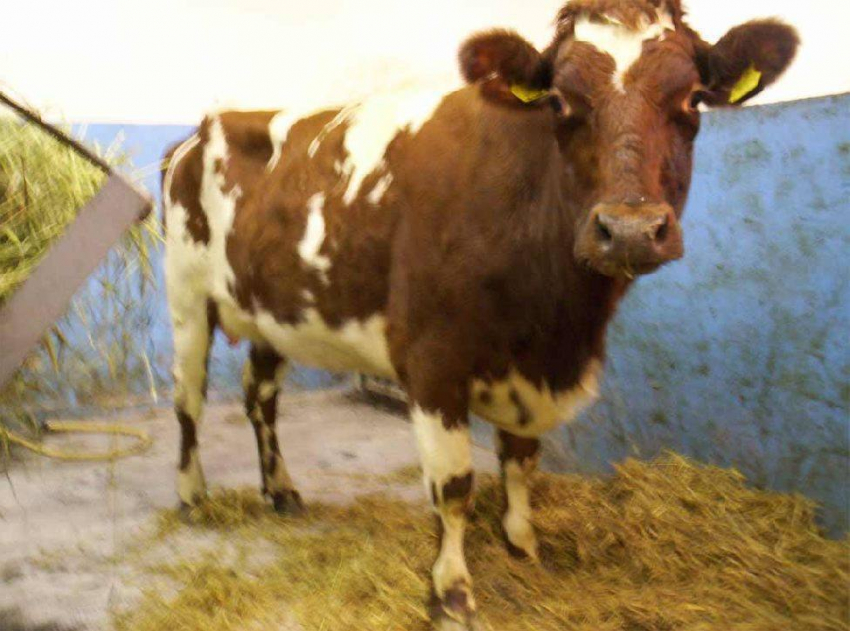 В Ростовской области на  границе задержали 16 коров 