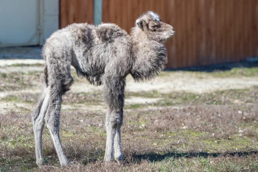 Ребенок размером со взрослого человека: как изменилась верблюжонок Дымка за три месяца после рождения 
